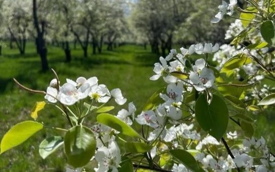 Казахстан завез 7 тысяч подвоев для яблоневых садов