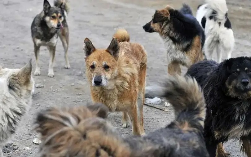 В селе Амангельды в СКО ввели карантин из-за бешенства