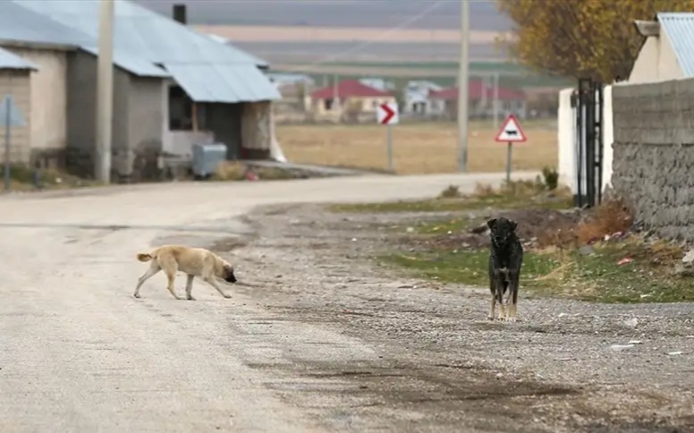 В ВКО 526 человек пострадали от укусов животных