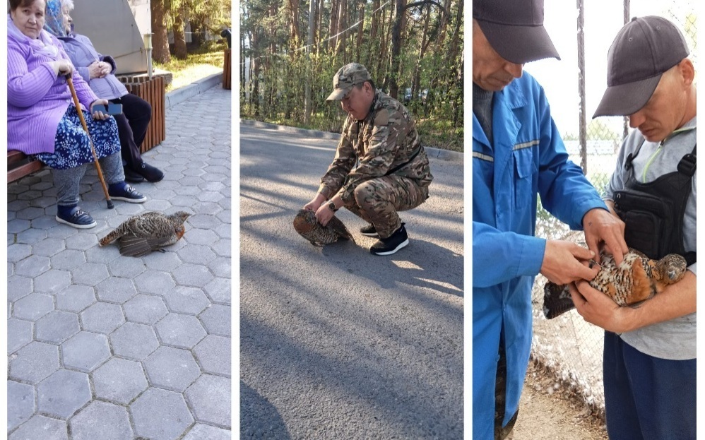 Самка глухаря обратилась за помощью в Акмолинской области