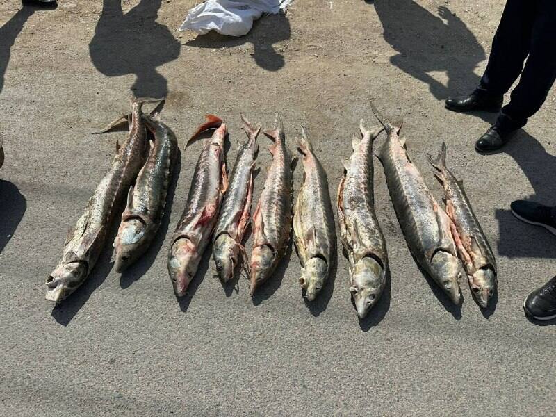 Полиция изъяла в Мангистау более 85 кг осетра