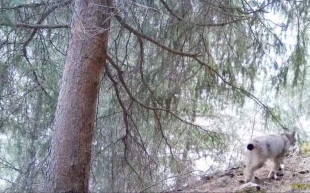 В Жонгар-Алатауском нацпарке сняли туркестанскую рысь