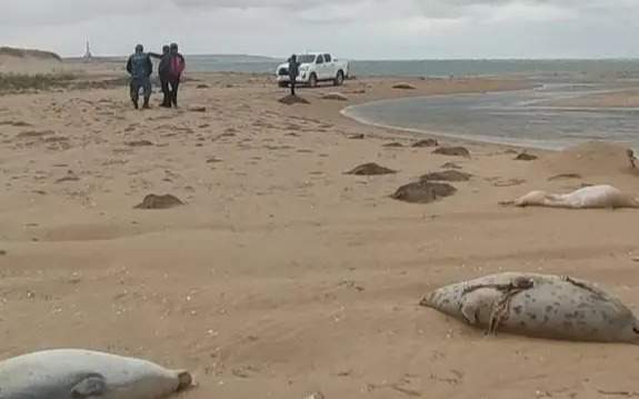 В Мангистау отобрали пробы воды после гибели тюленей