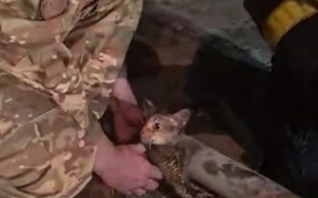 МЧС спасло 20 кошек при пожаре в Караганде