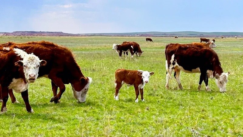 В Костанайской области предупредили о штрафах за неучтённый скот