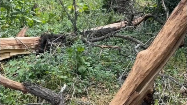 В Алматы умерла девушка после падения дерева