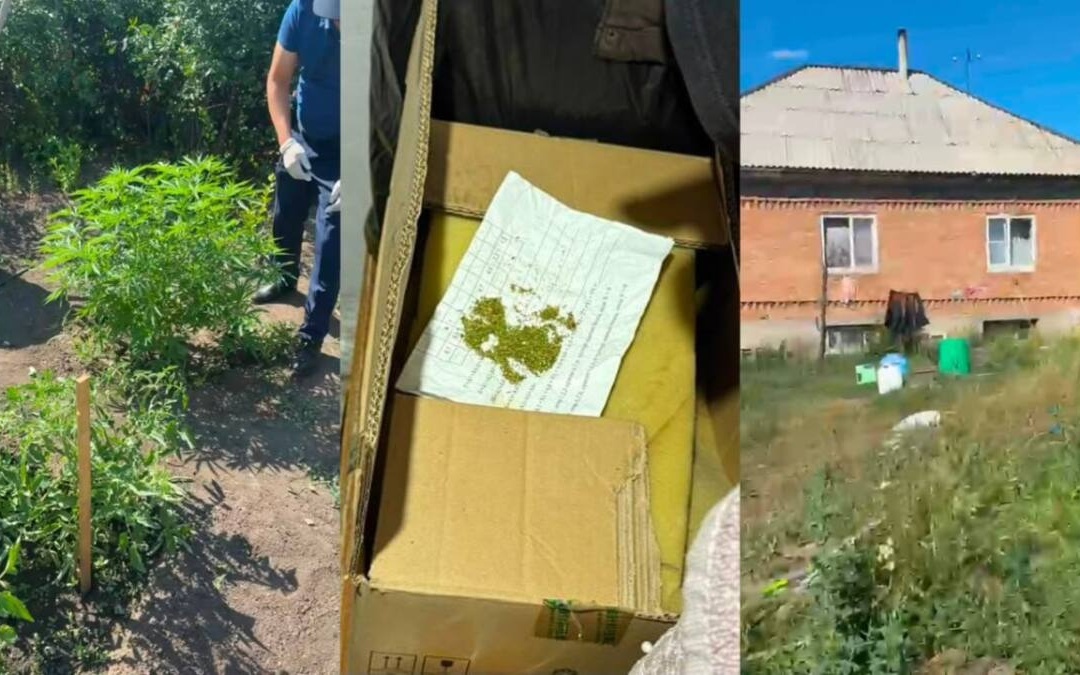 Полиция выявила домашнюю теплицу с коноплей в Усть-Каменогорске