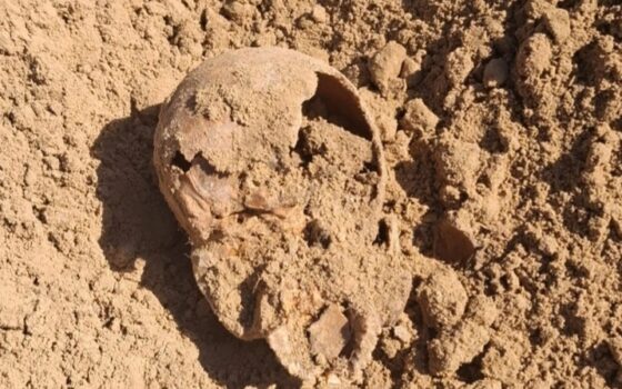 В СКО нашли кости двух людей и шерстистого носорога